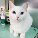 양이 ◡̈의 프로필 | 스푼 Spoon