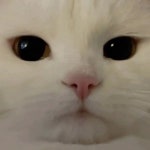 스푼 | DJ 라시도님의 채널