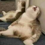 유  곰 🧸(@gom9723)의 프로필 | 스푼 Spoon 유  곰        🧸(@gom9723)의 프로필 | 스푼 Spoon