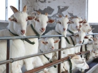 中 저장성 상위, 물자 보급에 총력