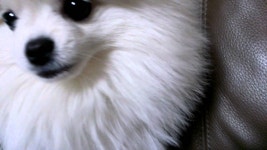 이건 올라 왔었나요 피시통신게임 ㅋ - 오픈이슈갤러리 - 인벤 이건 올라 왔었나요  피시통신게임 ㅋ - 오픈이슈갤러리