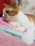 오버워치 인벤 : 야 힐링당해라 - 오버워치 인벤 자유게시판 오버워치 인벤 : 야 힐링당해라