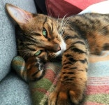 jtbc에 나온 명박이 소유로 의혹있는 제주도 땅 위치 - 오픈이슈갤러리 - 인벤 웹진 인벤 : jtbc에 나온 명박이 소유로 의혹있는 제주도 땅 위치