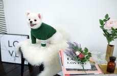 텐바이텐 10X10 : MY NEW SPRING TURTLENECK 마이 뉴 스프링 터들넥 니트