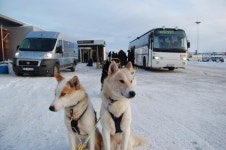 Norwegian hotel launches world’s first dog sled taxi service - Norwegian hotel launches world’s first dog sled taxi service