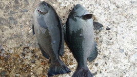 바다낚시 > 점주선장조황 > 두원벵에돔소식 두원벵에돔소식