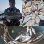 바다낚시 > 바다낚시 헤드라인 > 울산 간절곶앞바다 참돔배낚시 마릿수 대풍
