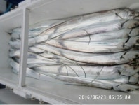 바다낚시 > 점주선장조황 > 갈치낚시다녀왔습니다! 갈치낚시다녀왔습니다