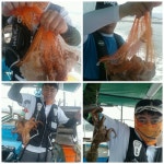 바다낚시 > 점주선장조황 > 돌문어예약가능