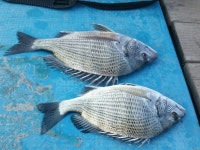 바다낚시 > 점주선장조황 > 압해도 해성골드호 갯바위.좌대.민어소식7/27일 압해도 해성골드호 갯바위좌대민어소식727일