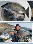 바다낚시 > 점주선장조황 > 세일호 감성돔 조황~! 세일호 감성돔 조황