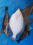 바다낚시 > 점주선장조황 > 경남 사천 산분령유료낚시터 조황입니다.