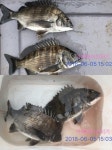 바다낚시 > 점주선장조황 > *(거제대어선외기)1분 11마리 마리수 감성돔 흘~림조황* 거제대어선외기1분 11마리 마리수 감성돔 흘림조황