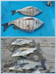 바다낚시 > 점주선장조황 > [세일호] 선외기 감성돔 조황~ 세일호 선외기 감성돔 조황