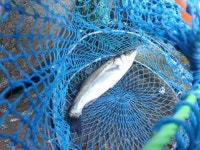 바다낚시 > 점주선장조황 > 기장권 조황~! 기장권 조황