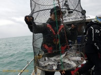 바다낚시 > 점주선장조황 > 드림피싱!!! 감성돔~~~오늘도 달려습니다.(내일날씨휴무)