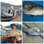 바다낚시 > 점주선장조황 > 저도(딱섬)좌대낚시펜션 7월20일 조항입니다