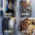 바다낚시 > 점주선장조황 > 통영 오션) 더워지기전에 문어 한작대기 하셔야지요
