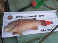 바다낚시 > 점주선장조황 > 송정 365흘림낚시 혹돔 벵순이 전갱이조황및 출조안내 송정 365흘림낚시 혹돔 벵순이 전갱이조황및 출조안내