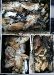 바다루어 > 점주선장조황 > 갑돌이 한쿨러~ 세일호 갑돌이 한쿨러 세일호