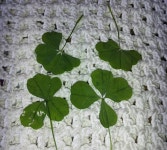 GT수향 37대이상 분양부탁드려요 : 낚시사랑