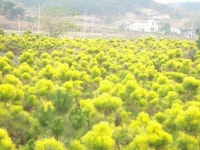 트리디비 - 선주목2m, 2,5m, 판매 트리디비(treedb)