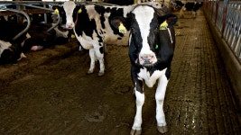 Mad-Cow Case Confirmed in California