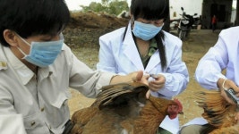 How Bird Flu Could Hit China’s Economy
