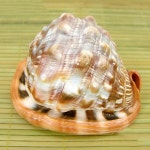 			더리얼스 엠데코:대한민국 대표 플라워 종합쇼핑몰	