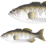 			더리얼스 엠데코:대한민국 대표 플라워 종합쇼핑몰	