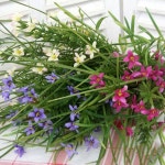 			더리얼스 엠데코:대한민국 대표 플라워 종합쇼핑몰	