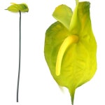 			더리얼스 엠데코:대한민국 대표 플라워 종합쇼핑몰	