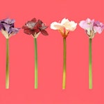 			더리얼스 엠데코:대한민국 대표 플라워 종합쇼핑몰	