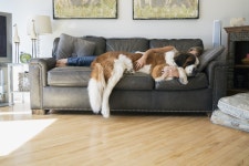 Flipboard의 World Gone Dog