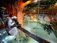 Dubai Justice: Trio Ordered to Clean Zoo Over Cat Killing Video