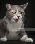 Cat Say Wat?! Cats that are shocked, surprised and confused by whats behind the camera. Photo Album | Getty Images Cat Say Wat?!