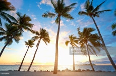 Back Lit Palm Trees On Tropical Beach Stock Photo | Getty Images Back lit palm trees on tropical beach