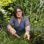 Flexing Those Green Fingers Stock Photo | Getty Images Shot of a woman trimming plants in her garden