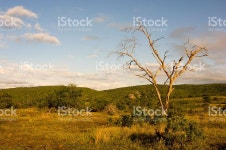 African Bush stock photo 471044073 | iStock The African bush in Phinda Private Game Reserve Kwalazulu Natal South...