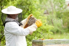 Apiarist 함께 비 스톡 사진 517055503 | iStock Apiarist working with bees on the field
