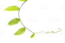 바이요니 네일(BY YONI NAIL) | 바이족yanang 스톡 사진 505620021 | iStock Bai-yanang isolate on white background.