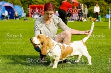 바셋하운드 스톡 사진 502759287 | iStock Blekinge Kennelklubb international dog show. Brown and white Basset...