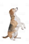비글종 스톡 사진 177040842 | iStock Beagle hound in front of a white background
