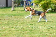 비글종 스톡 사진 533362861 | iStock Portrait cute beagle puppy dog looking up