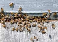 꿀벌 Hive를 비 It 스톡 사진 477001656 | iStock bee hive with bees on it