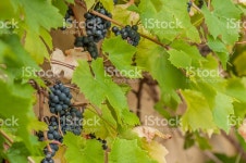 블루 포도 스톡 사진 534188952 | iStock blue grapes