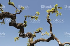 ㈜트리(Tree) 서울지사 | 지사 멀베리 트리 스톡 사진 172204156 | iStock 'branch,mulberry tree'
