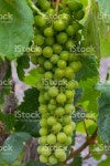붉은 포도 품종 생산에 이상적입니다 스톡 사진 599709864 | iStock Bunch of red grapes on the vine with green leaves