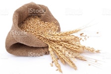 이 때때로 백 위트 선으로나 낟알 스톡 사진 152125416 | iStock The scattered bag with wheat of a grain