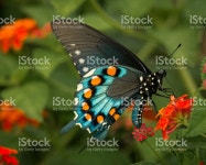 나비 Closeup 스톡 사진 474908158 | iStock Butterfly on a Milkweed plant - colorful side view.